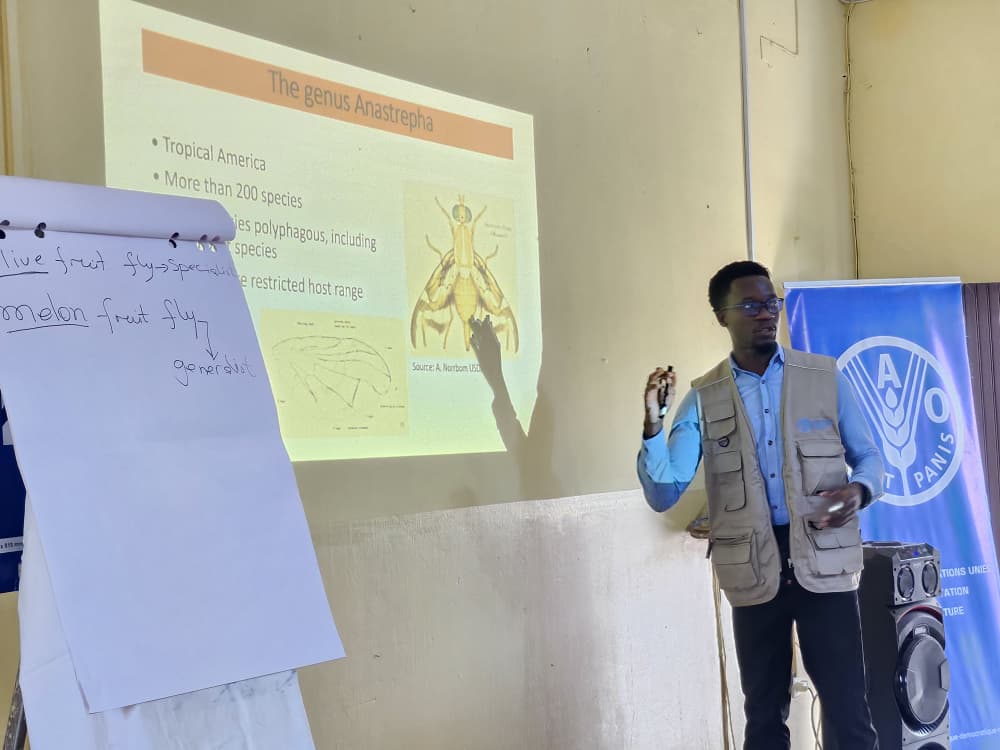 FAORDCongo's tweet photo. Organisé par @FAO, à travers le projet de la #SADC, « #STOSAR, cet atelier permet de former les experts congolais sur les conséquences que causent la mouche des fruits sur l’exportation des fruits en provenance de la #RDC dans les États-membres de la #SADC
#FoodSecurity https://t.co/gwkX0vtfNx