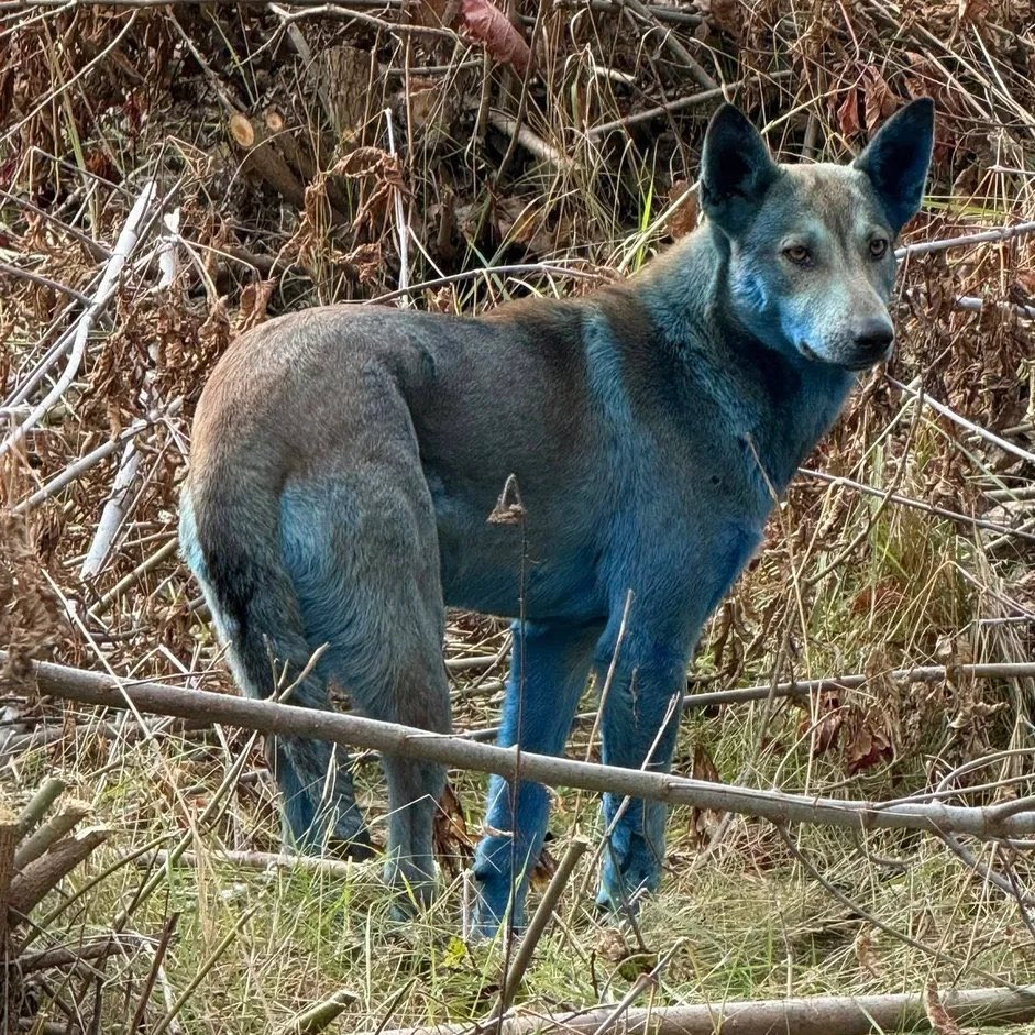 AlertaMundoNews's tweet photo. 🔴 | Misterio en Chernobyl: encontraron perros con pelaje azul cerca de la planta nuclear.

La organización Dogs of Chernobyl, responsable del cuidado de estos animales, difundió imágenes en las que se observa a varios ejemplares con un llamativo color azul, algo nunca antes registrado en el área afectada por el desastre nuclear de 1986.

El descubrimiento fue publicado el pasado lunes 13 de octubre cuando los voluntarios detectaron la presencia de varios perros con el pelaje completamente azul en los alrededores de la planta nuclear y la ciudad de Chernobyl.

Ante la falta de una explicación inmediata, surgieron diversas hipótesis sobre la causa del color azul. “Lo más probable es que hayan estado en contacto con algún químico”, señalaron desde Dogs of Chernobyl.