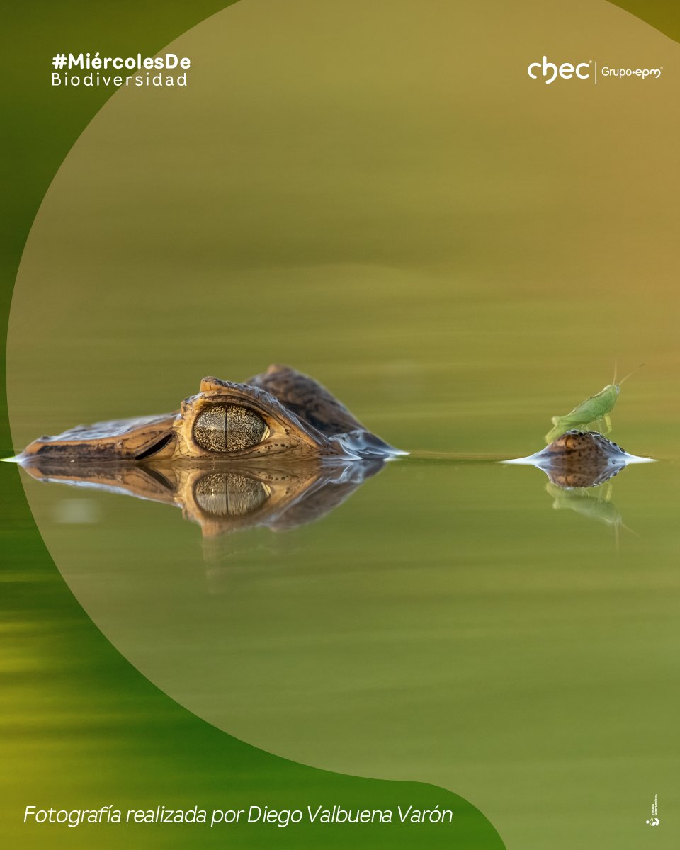 CHECGrupoEPM's tweet image. Fotografía realizada por Diego Valbuena Varón, ganador del tercer puesto de la categoría Fauna, del Concurso de Fotografía Ambiental XVIII Corpocaldas -CHEC.

Nombre de la foto: El último viaje

#ConcursodeFotografía #CHEC #MiércolesdeBio