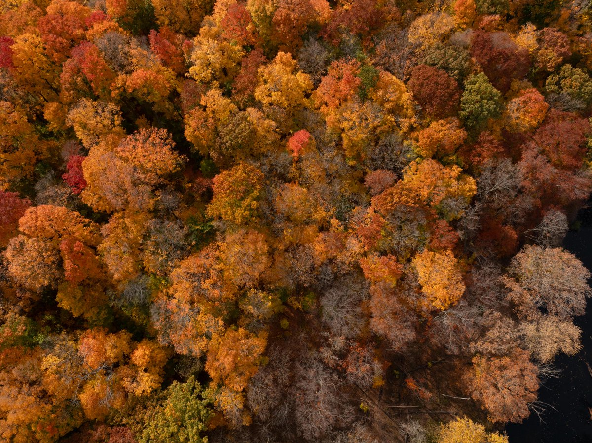 michiganstateu's tweet photo. There are more than 20,000 trees across MSU's campus, with the oldest ones somewhere between 350 and 400 years old. https://t.co/vGT17xBW5K