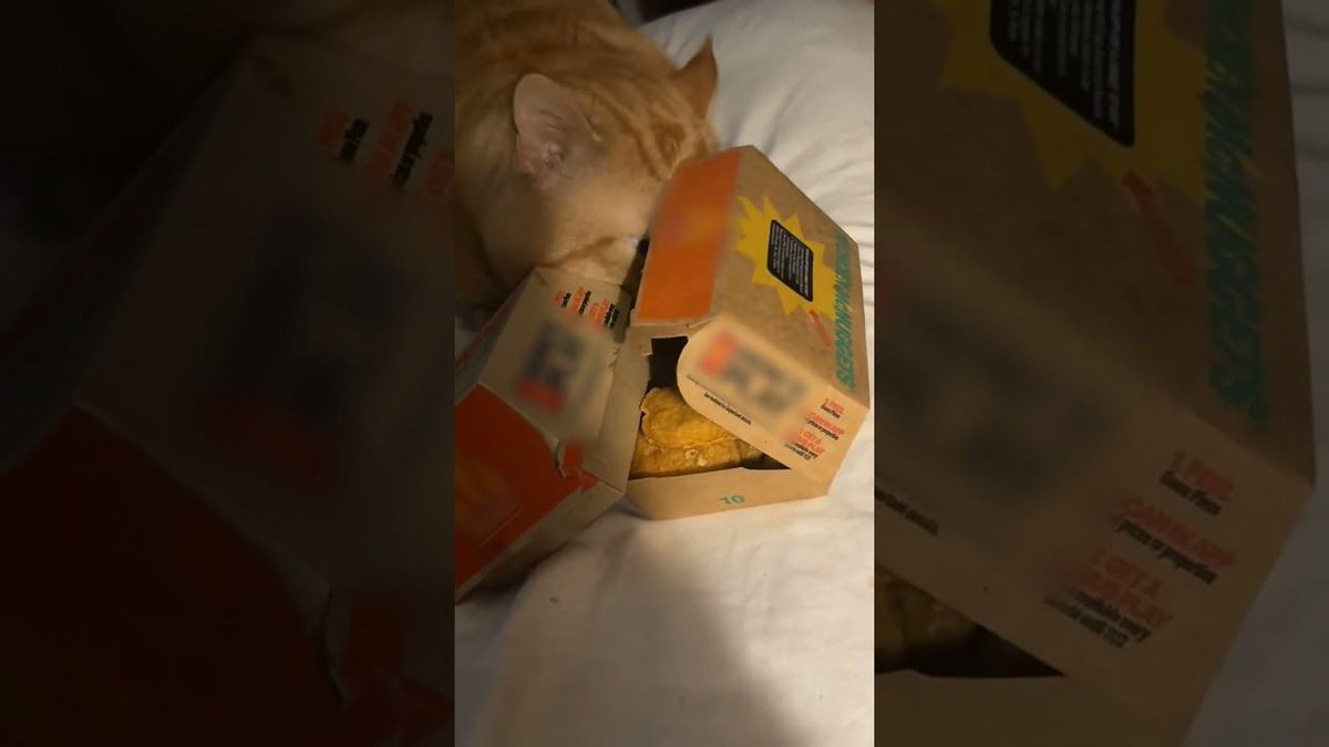 theBWV's tweet image. 🐾 Grubby Little Thief Cat Steals My Chicken Nugget: His greed sickens me 😡🍗😹 (Via - Laci H.) Cat OrangeCat ChickenNuggets Funny CatLife ✨💕🐶Subscribe to The Scoop for our most entertaining… dlvr.it/TNy3XF #CatVideos #FunnyCats #PetHumor #DogsAndCats #PetLovers