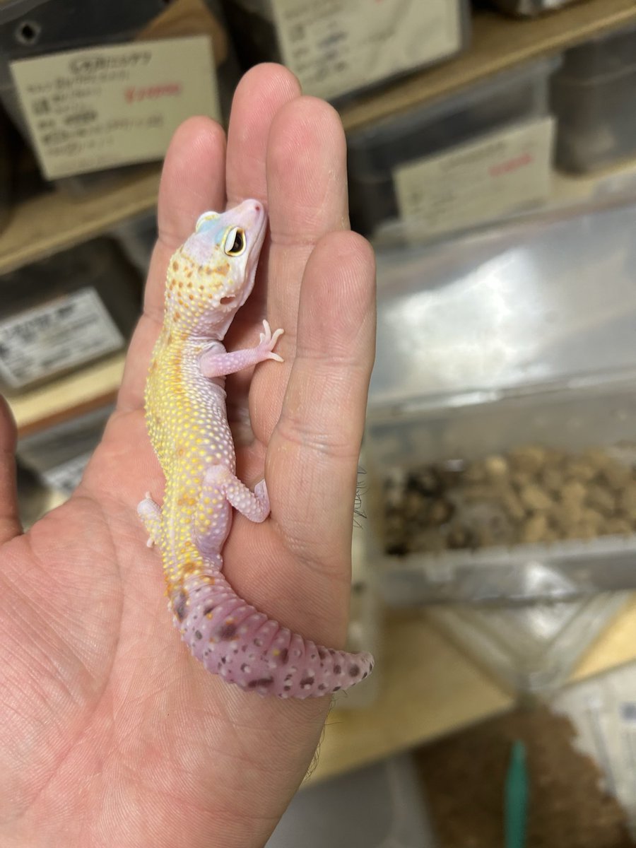 leopalabo's tweet image. あれ、なんか良くなってきたぞ