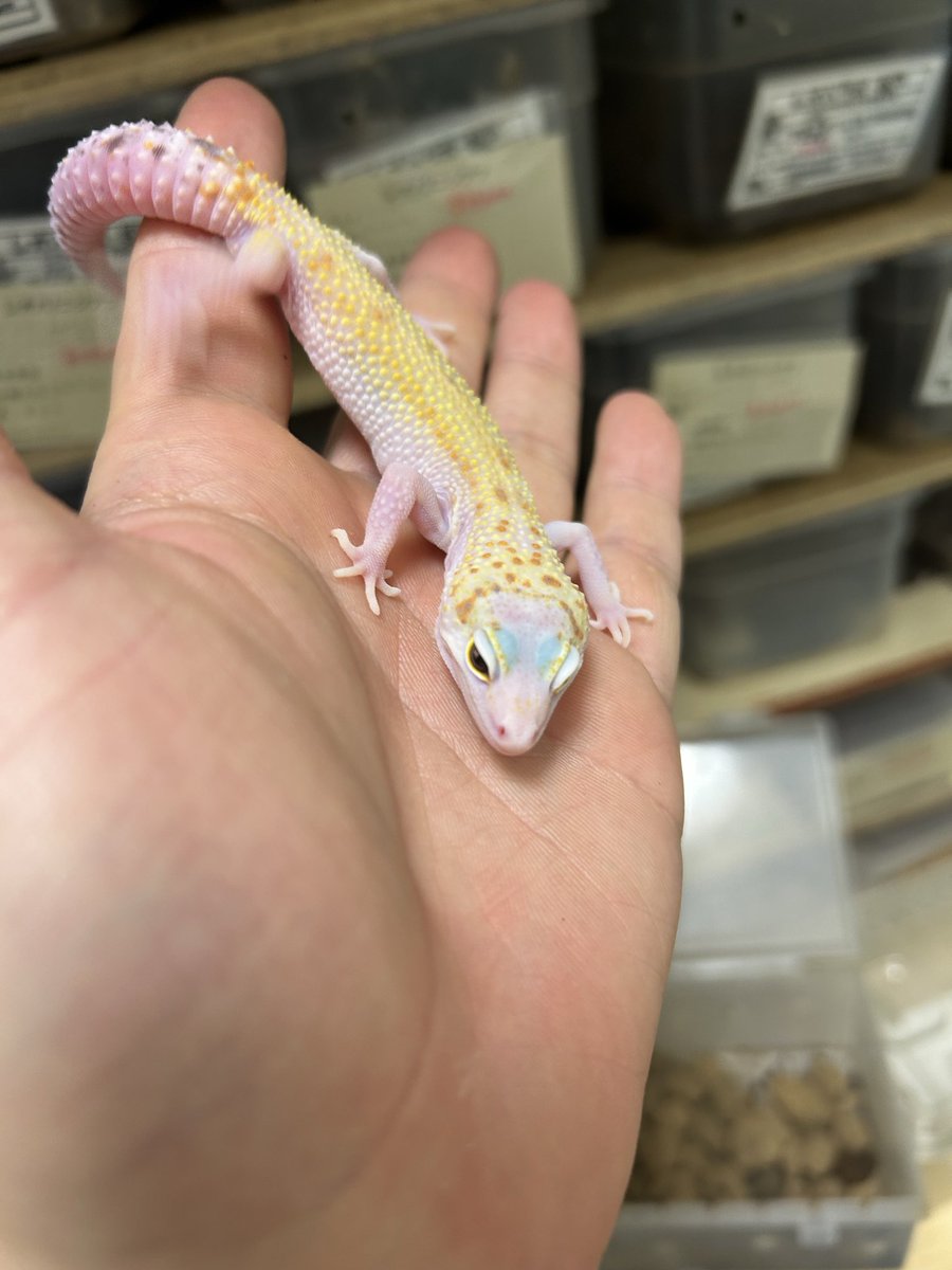 leopalabo's tweet image. あれ、なんか良くなってきたぞ