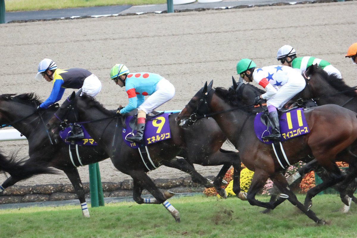 ippogallo52k's tweet photo. エネルジコ　２０２５菊花賞 https://t.co/wzydML85Yw