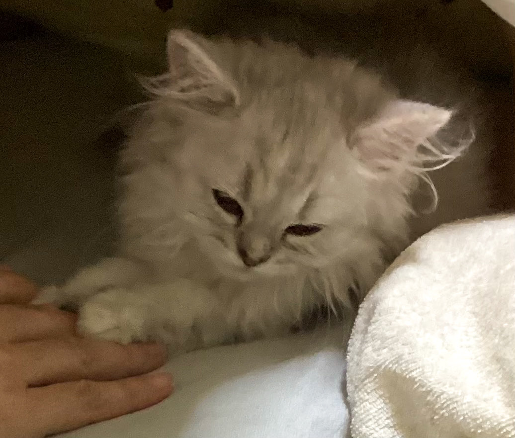 あーにゃん (@anyanz717) / Posts / X