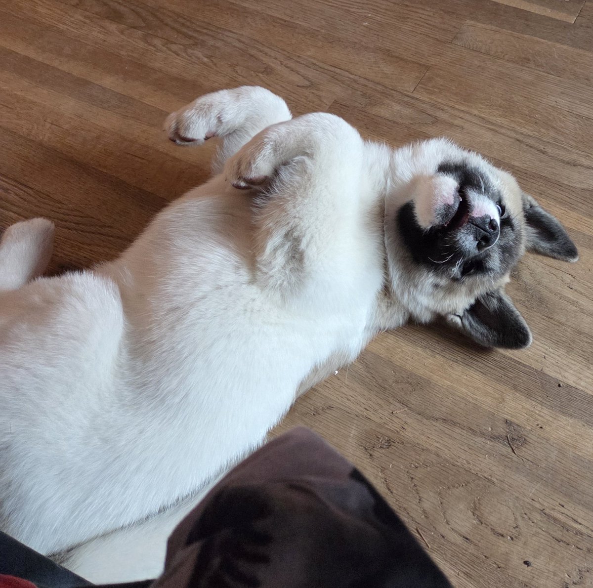 Happy Wednesday Everyone!!! Puppiers and I have been hanging out relaxing all week watching scary movies off and on. Hope you have a great day!! 💋💋