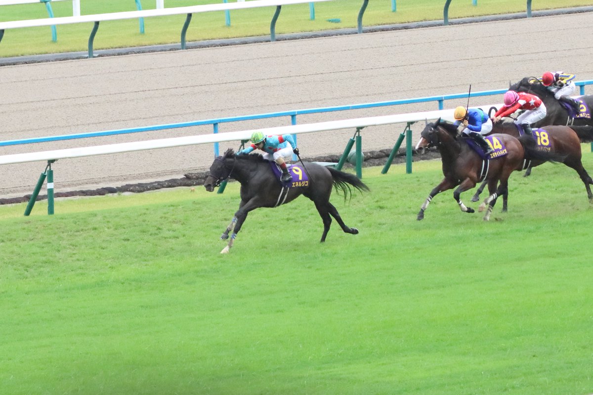 ippogallo52k's tweet photo. エネルジコ　２０２５菊花賞 https://t.co/wzydML85Yw