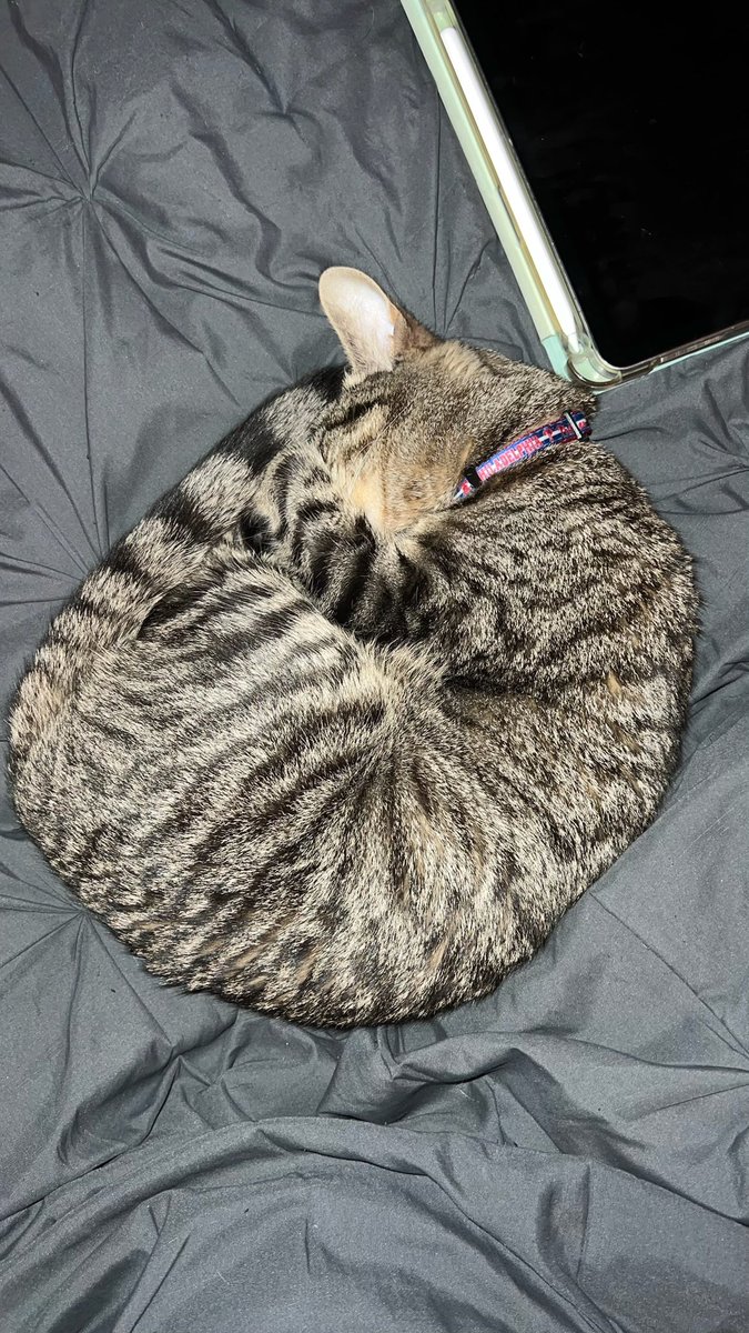 DarkWeatherOfc's tweet image. As today is #NationalCatDay, may we present Parcel! She is named after air parcels and belongs to one of our meteorologists here at Dark Weather. She loves curling up to watch storms roll through! We would love to see all of the other feline friends that #wxtwitter has to offer!!