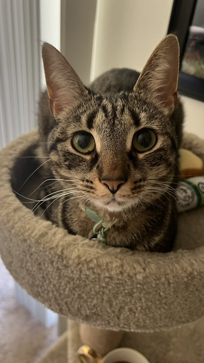 DarkWeatherOfc's tweet image. As today is #NationalCatDay, may we present Parcel! She is named after air parcels and belongs to one of our meteorologists here at Dark Weather. She loves curling up to watch storms roll through! We would love to see all of the other feline friends that #wxtwitter has to offer!!