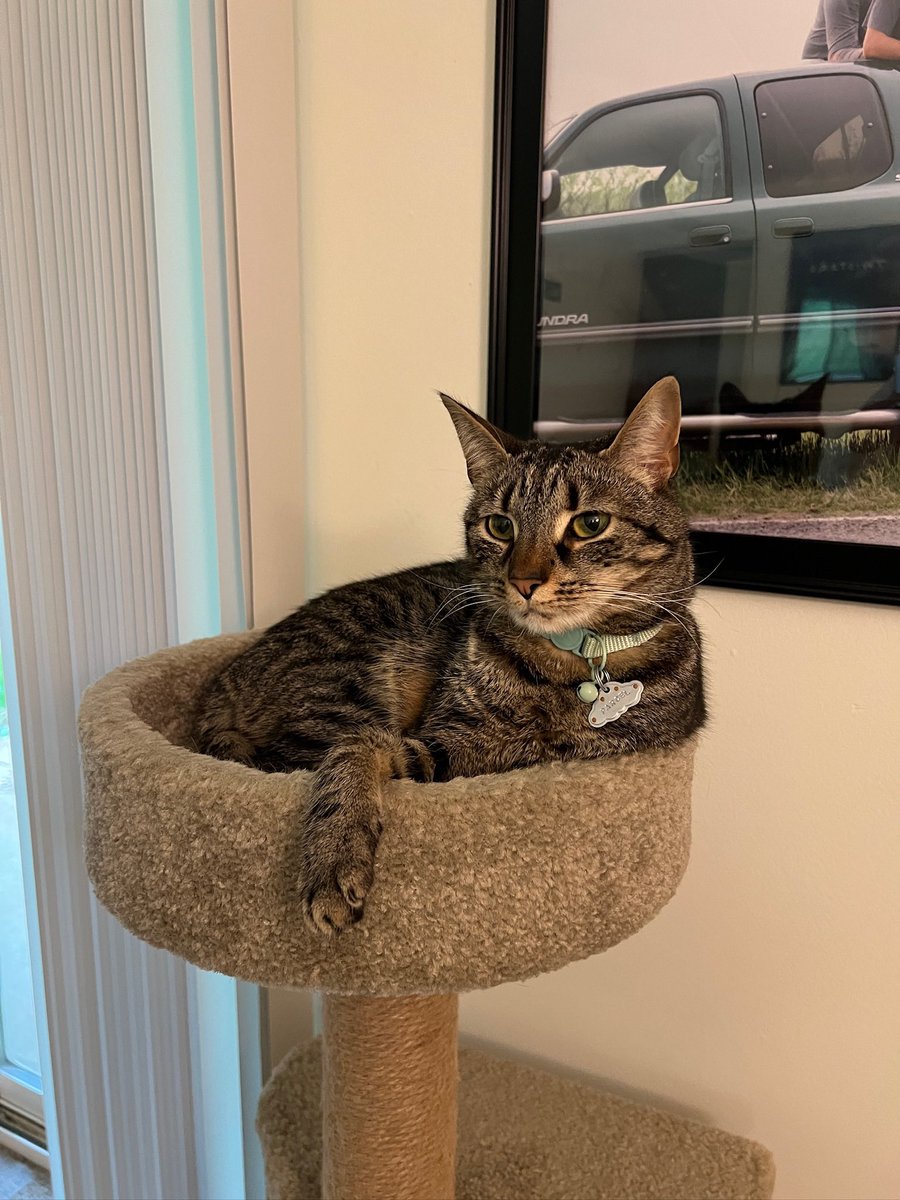 DarkWeatherOfc's tweet image. As today is #NationalCatDay, may we present Parcel! She is named after air parcels and belongs to one of our meteorologists here at Dark Weather. She loves curling up to watch storms roll through! We would love to see all of the other feline friends that #wxtwitter has to offer!!