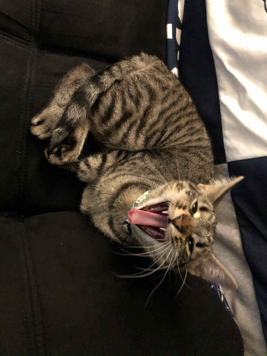 DarkWeatherOfc's tweet image. As today is #NationalCatDay, may we present Parcel! She is named after air parcels and belongs to one of our meteorologists here at Dark Weather. She loves curling up to watch storms roll through! We would love to see all of the other feline friends that #wxtwitter has to offer!!