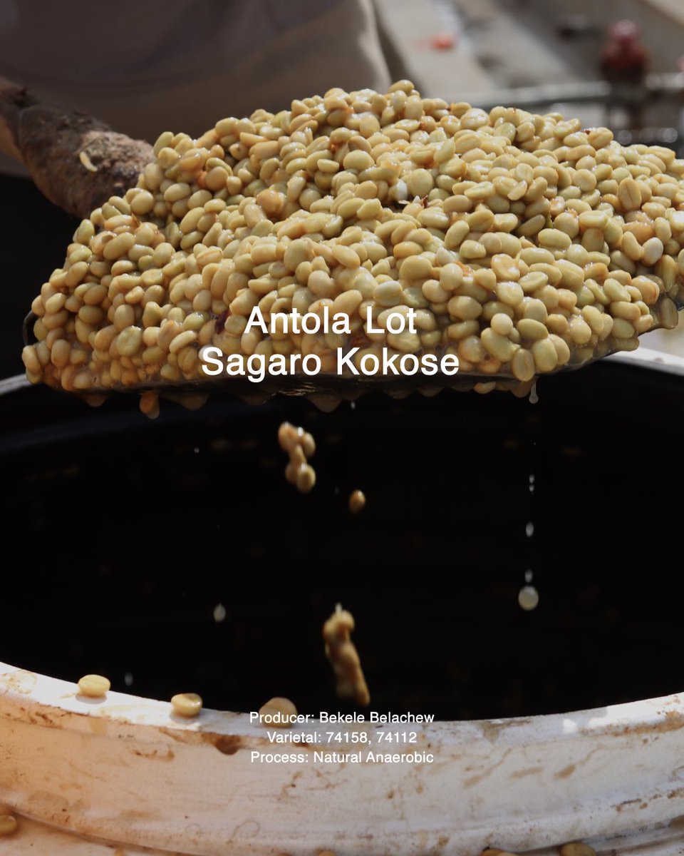 Arkibrasmi's tweet photo. Kokose Anaerobic lot stands as an elevated expression of Ethiopian coffee, where craft meets curiosity, perfect for those seeking something extraordinary from the highlands of Bensa.

https://t.co/7loO3r8Pri

#soeethiopia #specialtycoffee #arkibrasmi https://t.co/OkGHhbUPZx