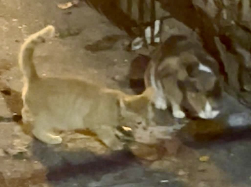 ProjectMEOW's tweet image. Kitten season never ends—and we need fosters now more than ever! 🐾💛 If you’ve ever thought about fostering, this is the perfect time. We’ll guide you &amp;amp; provide supplies—just bring love and a safe space. Email fosters@projectmeow.org to help! #ProjectMeow #FosterCats