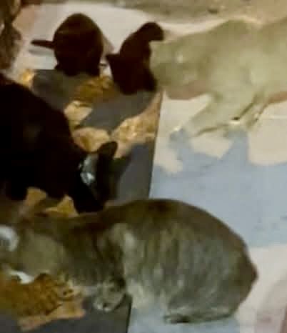 ProjectMEOW's tweet image. Kitten season never ends—and we need fosters now more than ever! 🐾💛 If you’ve ever thought about fostering, this is the perfect time. We’ll guide you &amp;amp; provide supplies—just bring love and a safe space. Email fosters@projectmeow.org to help! #ProjectMeow #FosterCats