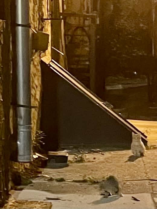 ProjectMEOW's tweet image. Kitten season never ends—and we need fosters now more than ever! 🐾💛 If you’ve ever thought about fostering, this is the perfect time. We’ll guide you &amp;amp; provide supplies—just bring love and a safe space. Email fosters@projectmeow.org to help! #ProjectMeow #FosterCats