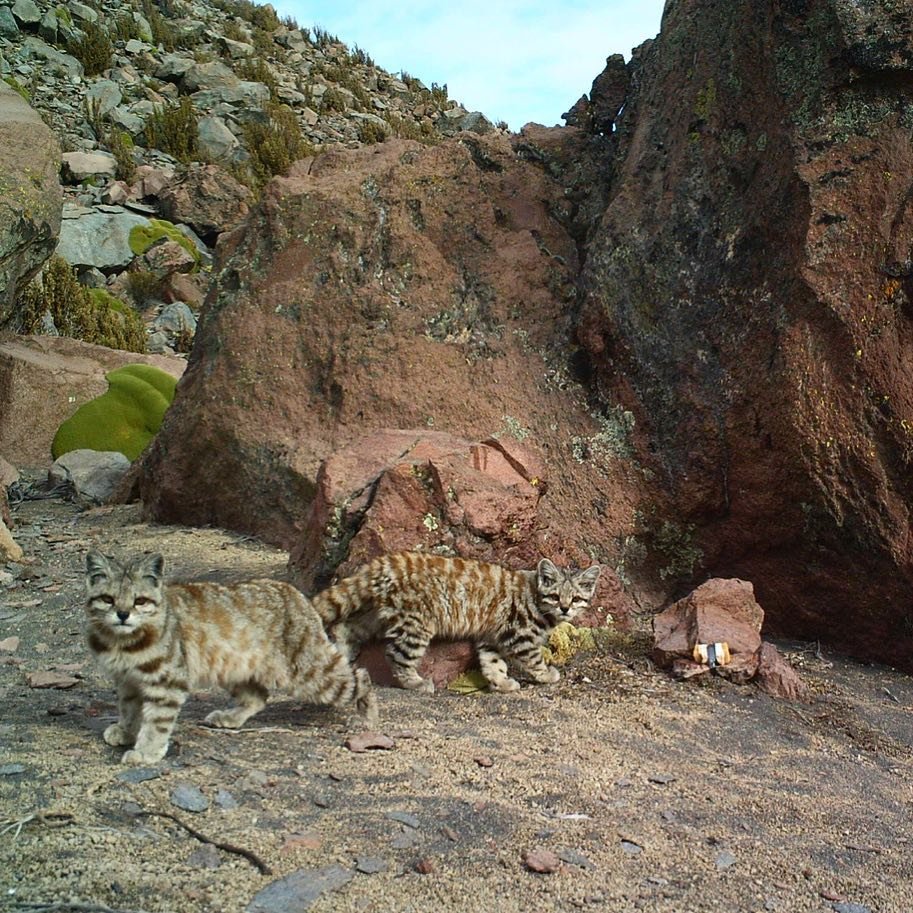 VagrantTravels's tweet image. Andean mountain cats