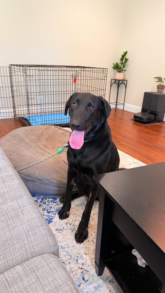 GG_Lab_Rescue's tweet image. COLT - 1.5 YEAR OLD, MALE BLACK  LAB MIX, 77 Pounds, NeuteredWe’re still getting to know Colt,so far he’s proving to be a relaxed, good-natured boy who deserves a home where he’s treated as a cherished family member. We’d love to see him in a home where he won’t be left alone