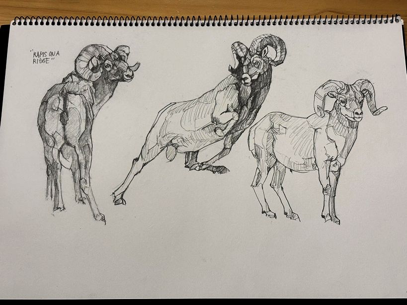 haiiromizunagi's tweet photo. いつもの所ⅠとⅡで #ビッグホーン #BighornSheep #Sheep #Ovis を #大人の鉛筆 で #スケッチ #ドローイング 昨日までと同様、ボブクーン先生の作品を模写。会社帰りにヤマトの営業所に寄ってJBFの展示作品を託した。これで事前準備完了‥その後の描き時間で2ポーズ追加。真中はピューマに襲われてる‥ https://t.co/Qyk0LhcALC