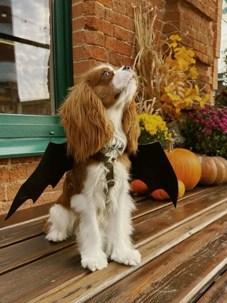 BessieCraneB's tweet photo. my costume🖤🧡 for #philoween https://t.co/hAUs3BMeIB