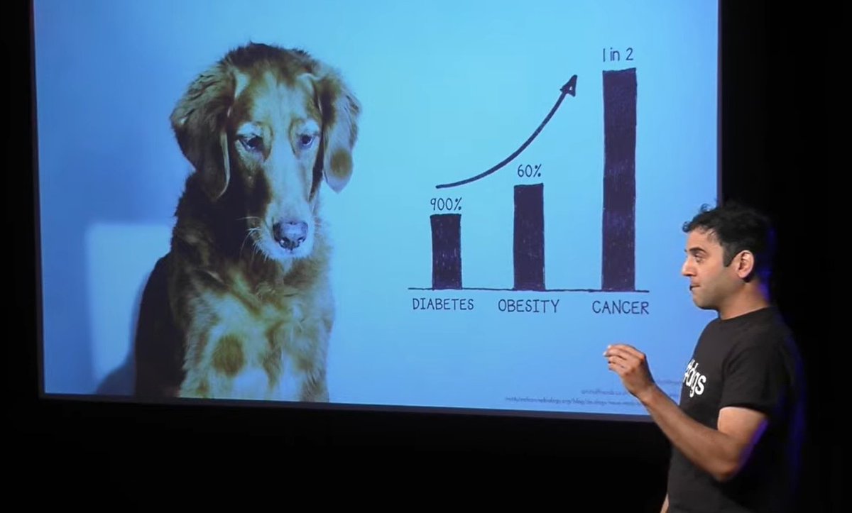 50 years ago, dogs used to live to 17.

Now most breeds barely make it past 11.

 A 30-year study on 7,000 dogs revealed the shocking reason why...

Here’s the real reason lifespans collapsed: