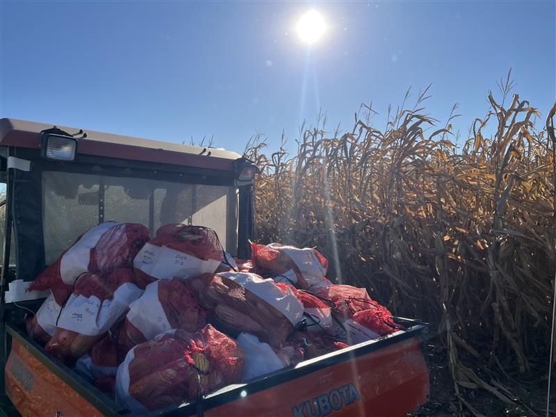 BiolineCorp's tweet photo. The research team spent the day yesterday harvesting our replicated corn plot trial. Stay tuned. 🌽👀 #fieldtrial #corn #harvest #biostimulant #fulvicacid #microbial #betterbiology #firstclassfulvic #farmprofitability https://t.co/EnFIH8aqLU