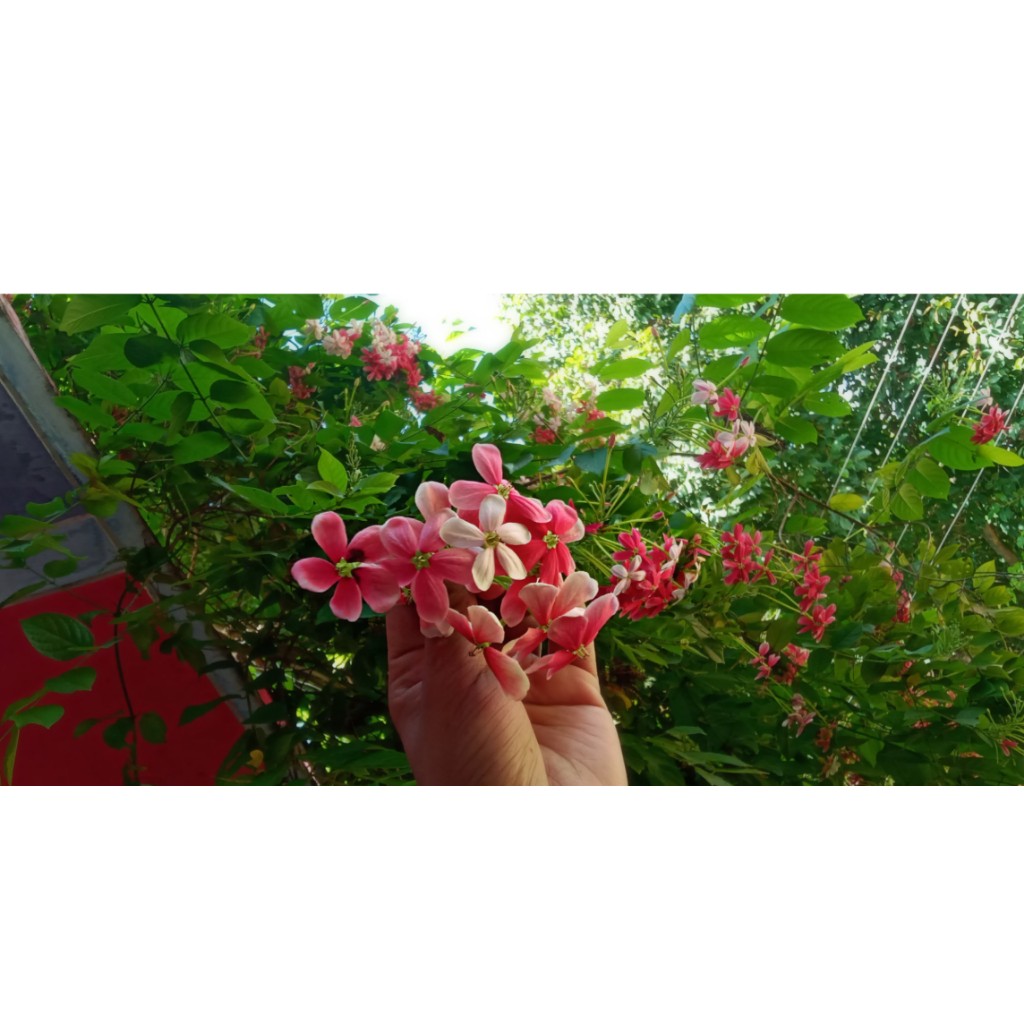 self_console_'s tweet image. 🌸