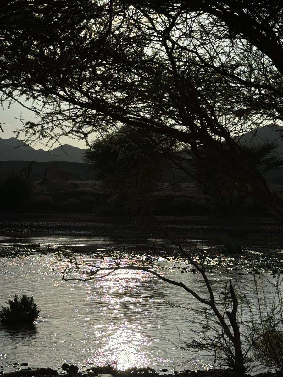 شهد العمري. tweet media