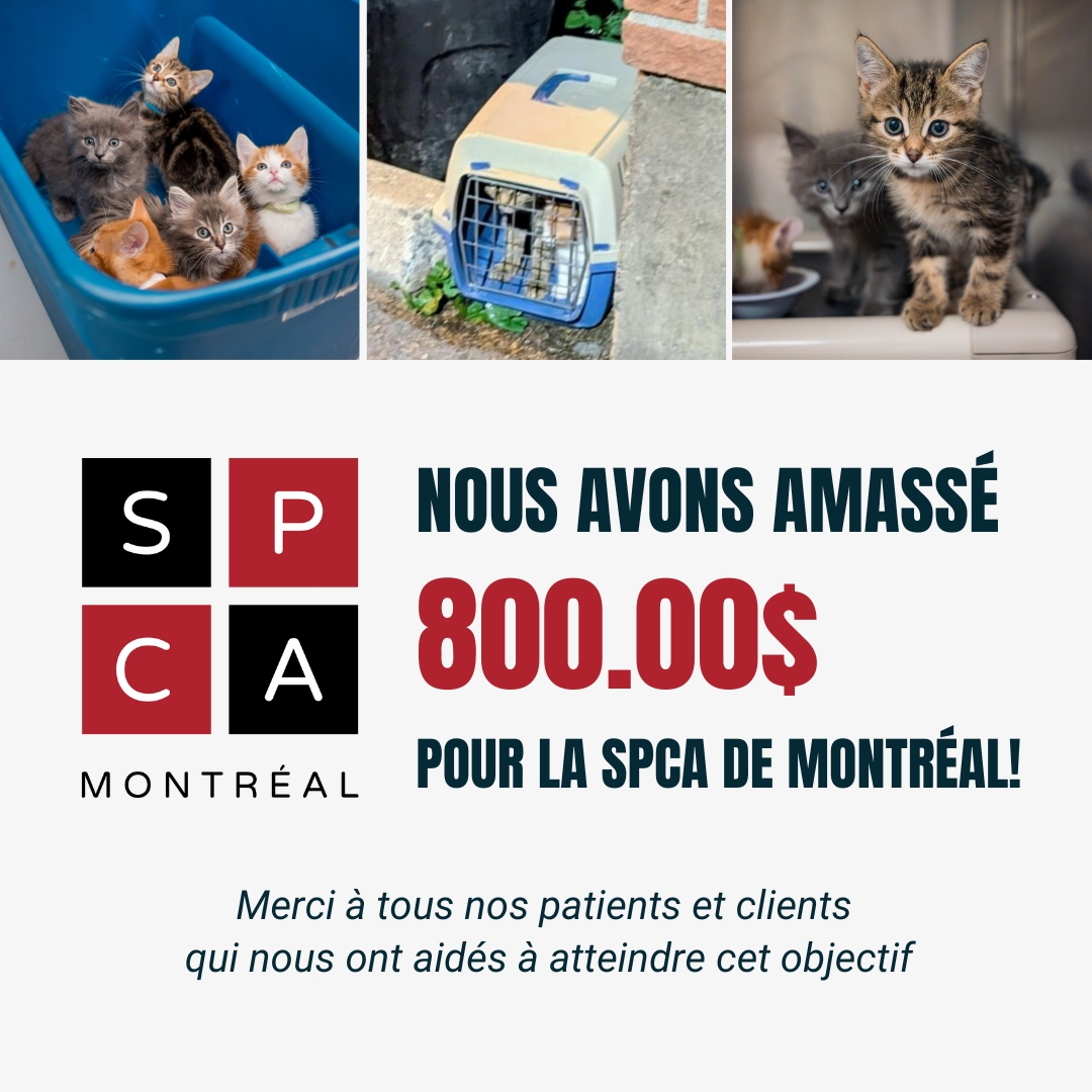 Plus tôt ce mois-ci, lors de notre vente de l'Action de grâce, Apnée Santé a fait don de 5% de toutes ses ventes en ligne à la SPCA de Montréal. 

Le but était d'aider à soutenir leur précieux travail pendant une période qui a connu un nombre record de retours d'animaux.