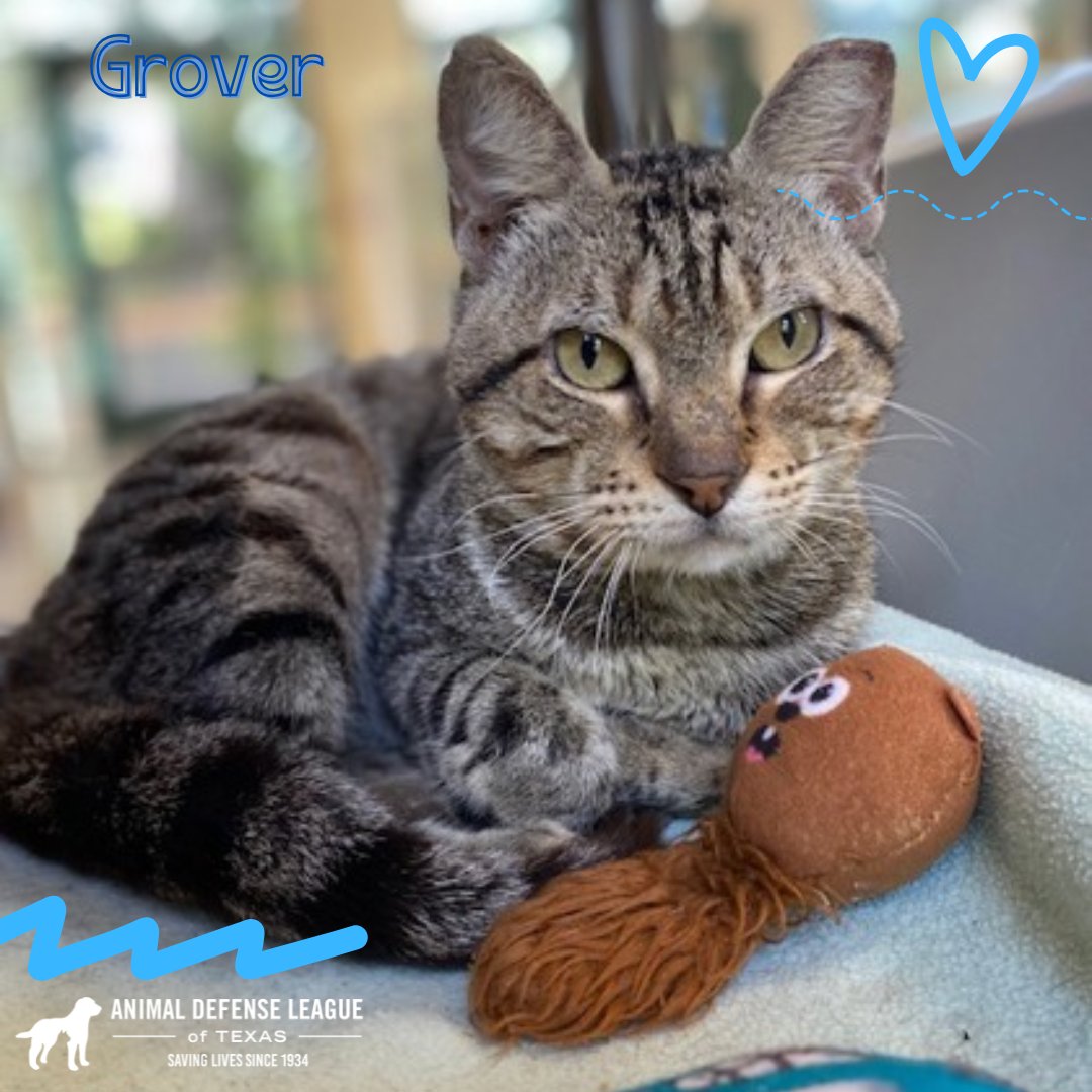 Animal Defense League of Texas tweet media