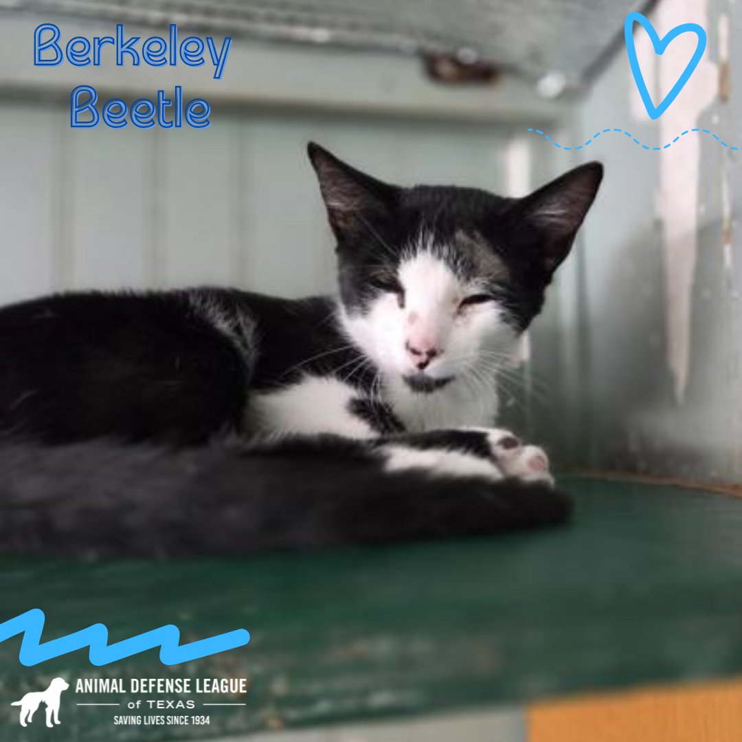 Animal Defense League of Texas tweet media