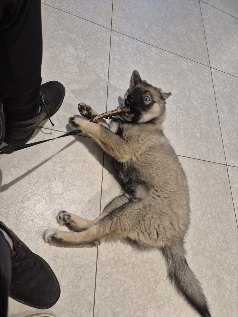 Patate mordilleuse 🥔