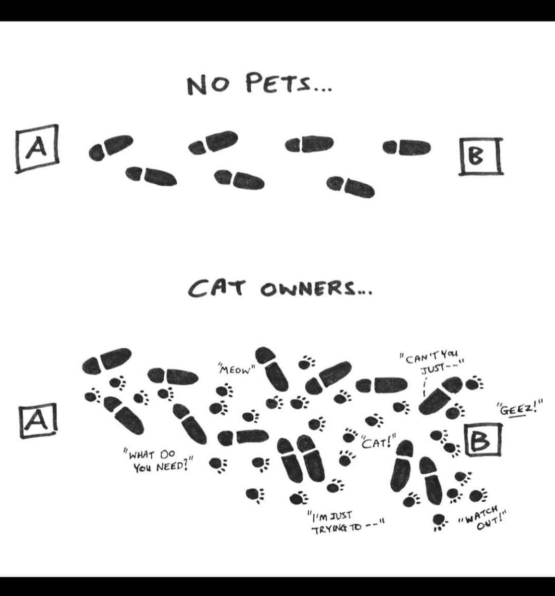 NewportCenterAH's tweet photo. Happy National Cat Day! 🐱💖 Life without cats might seem neat and orderly, but with cats? It’s full of paw prints, mischief, and endless love! Celebrate the chaos and joy that our feline friends bring into our lives. 🐾 #NationalCatDay #CatLife #PawPrintsEverywhere https://t.co/W9DIZTlWma