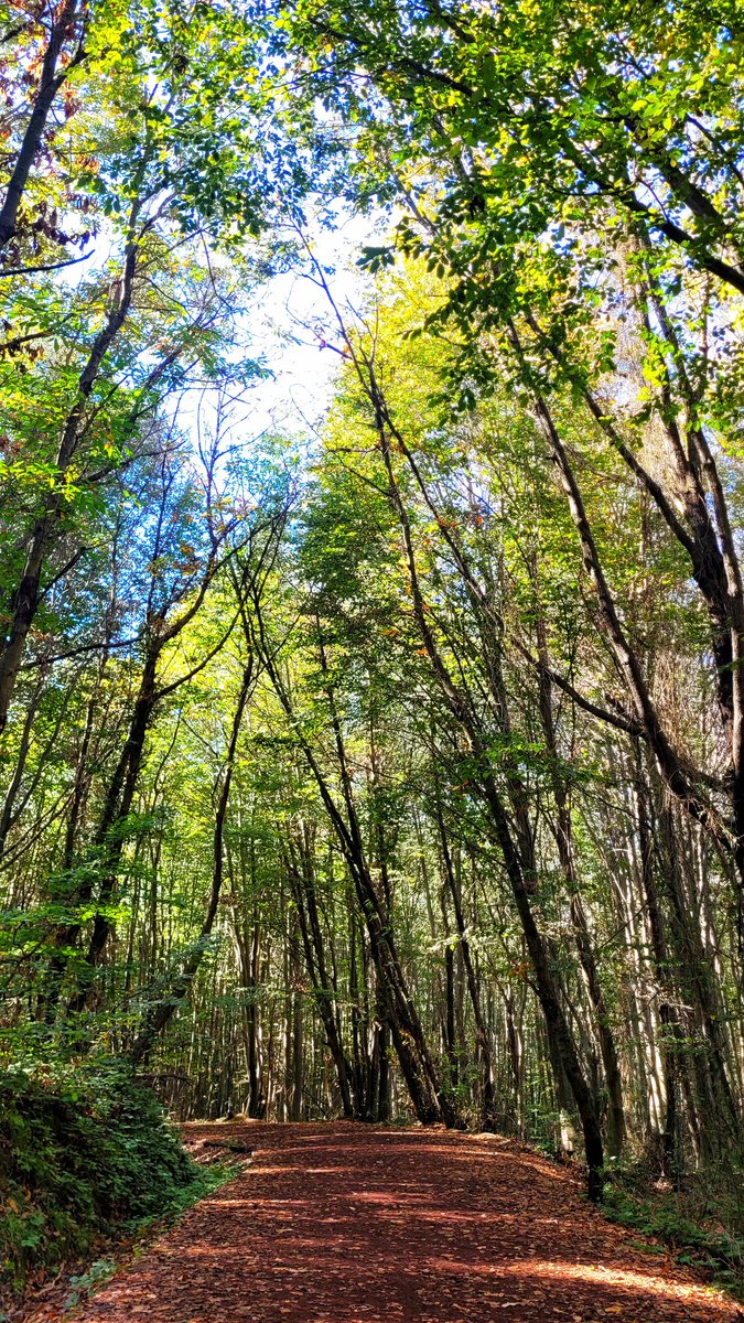 Dünyaya hayattan kaçmayı ben öğrettim.

(📍Polonezköy Tabiat Parkı)