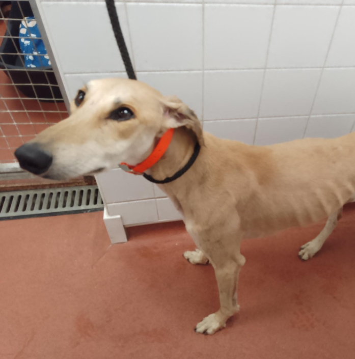 Urgent, please retweet to help find a rescue space for this stray/abandoned dog found #STALBANS #HERTFORDSHIRE  #UK  21 OCT 25 
Now in a council pound for 7 days💔
Not available for adoption
Contact if you can offer a rescue shelter space👇
lostdogsuk.co.uk/lost-dogs/

Adult male