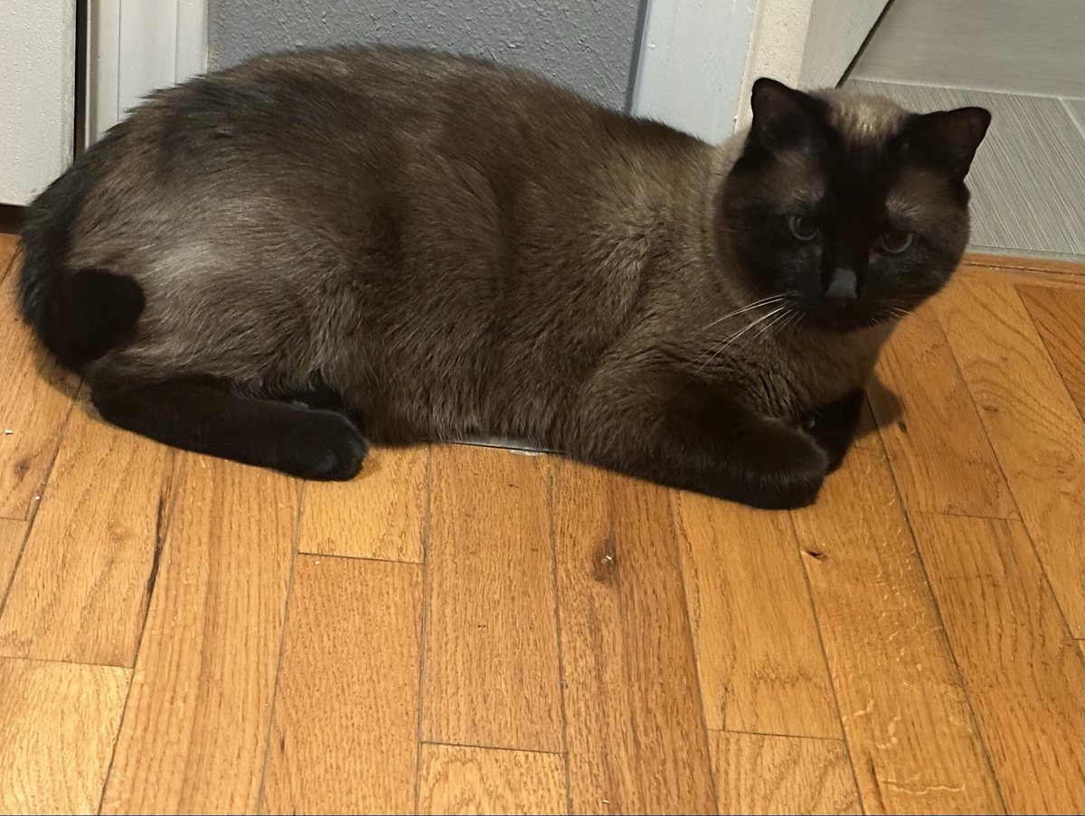 Anyone else’s cat enjoy laying on the heat vent? #cat