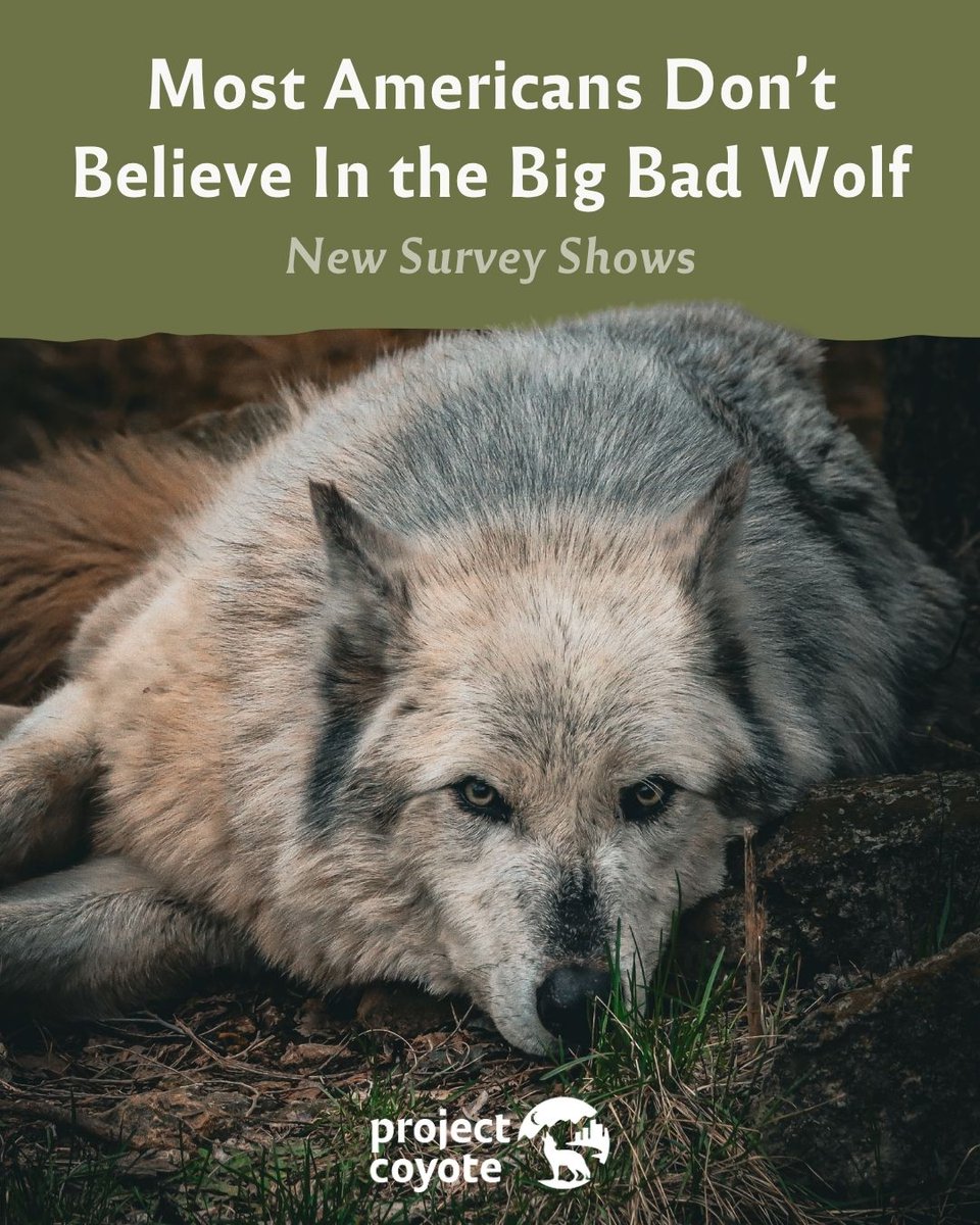 ProjectCoyote's tweet image. A new survey by @humaneworldorg reveals just how much Americans care about wolves.

Yet in ID, MT &amp;amp; WY, #wolves face brutal killings. Policy favors the few who want harm over the many who support conservation and responsible stewardship. #ProtectAmericasWolves

📷 Josh Shandera