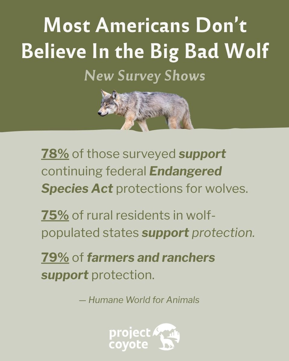 ProjectCoyote's tweet image. A new survey by @humaneworldorg reveals just how much Americans care about wolves.

Yet in ID, MT &amp;amp; WY, #wolves face brutal killings. Policy favors the few who want harm over the many who support conservation and responsible stewardship. #ProtectAmericasWolves

📷 Josh Shandera