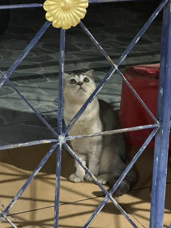 แล้วใครจะดุไหว..