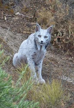 The leader of the new Reconquista is born. My ideology is whatever this noble Caudillo commands. I pledge my allegiance to the White Lynx.