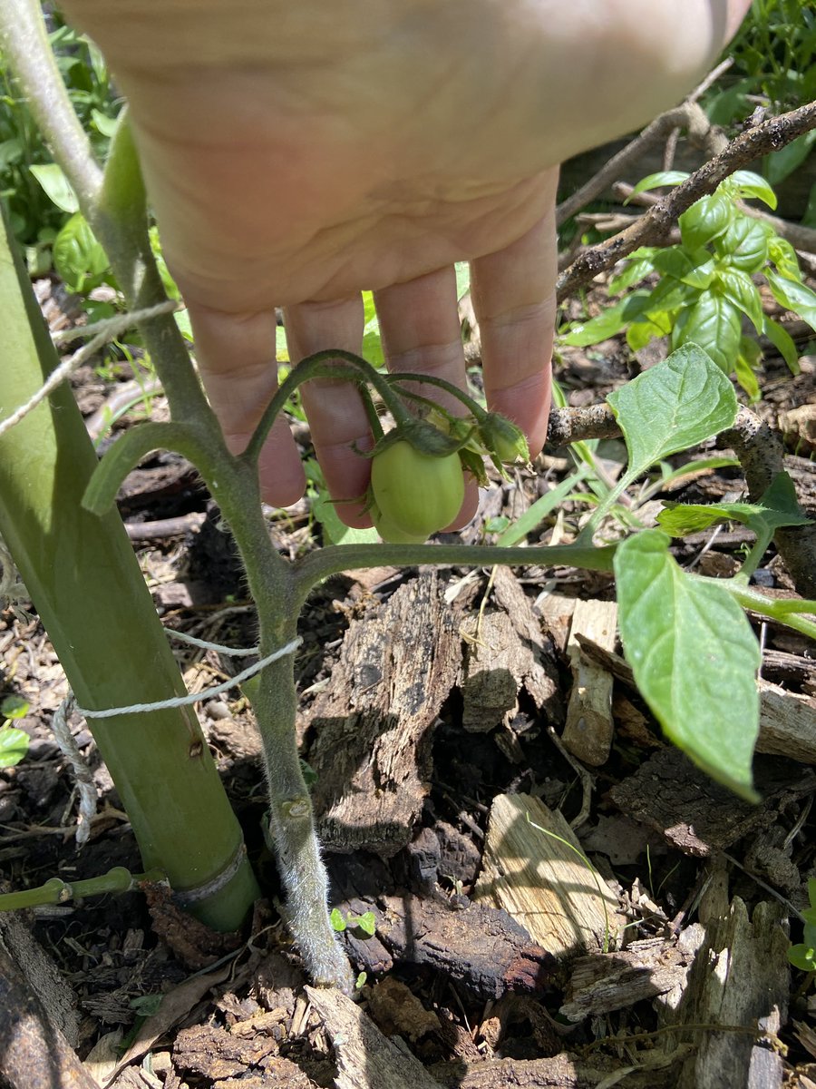 Se vienen los primeros tomates perita