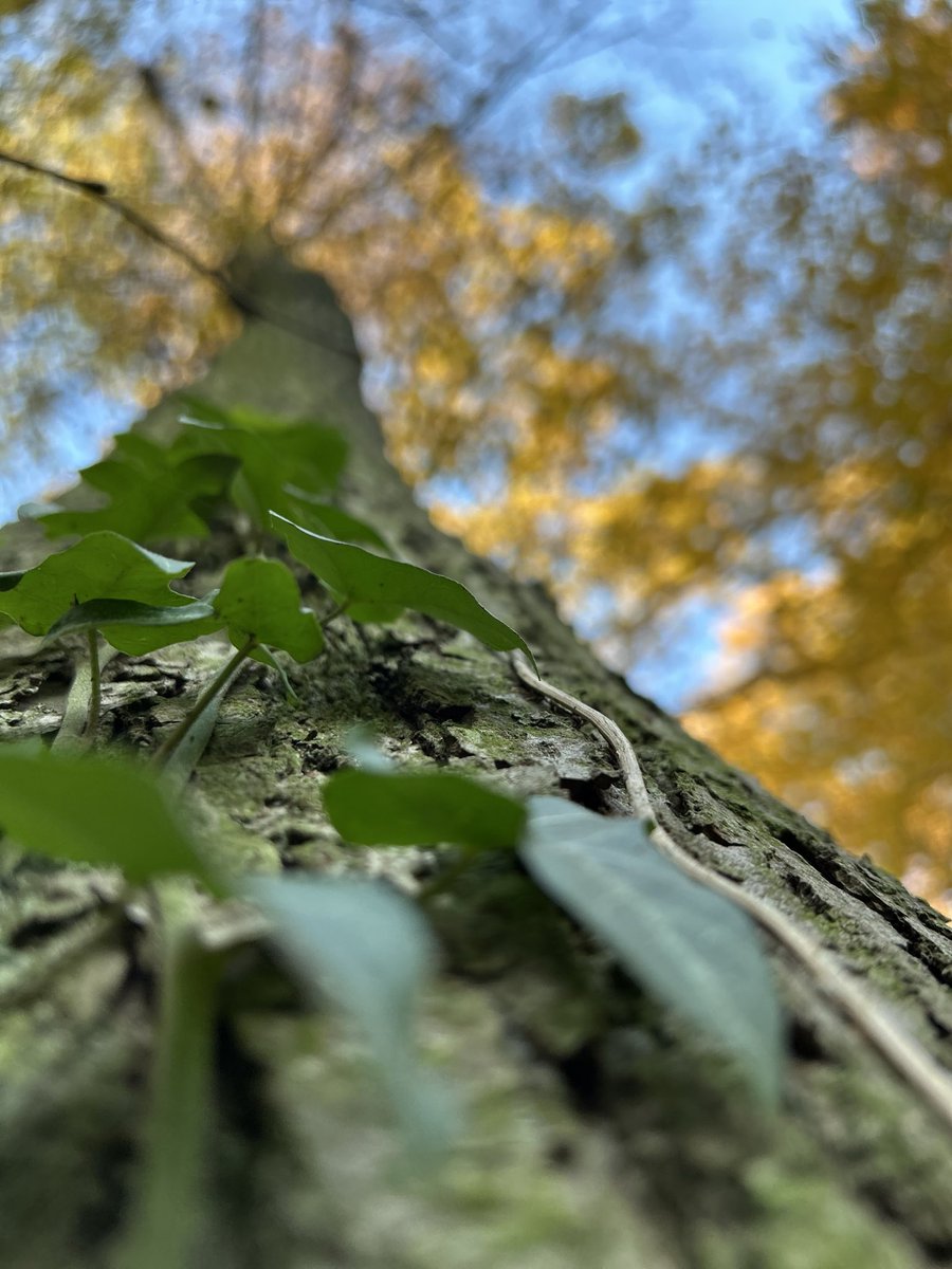 TrzyRazyeF's tweet image. A do nieba, to którędy? 🍃
#Spacer