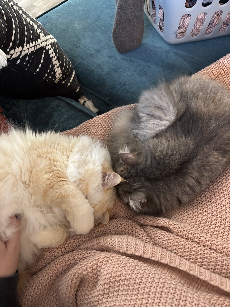 happy national cat day to the loves of my life 😽🫶🏻