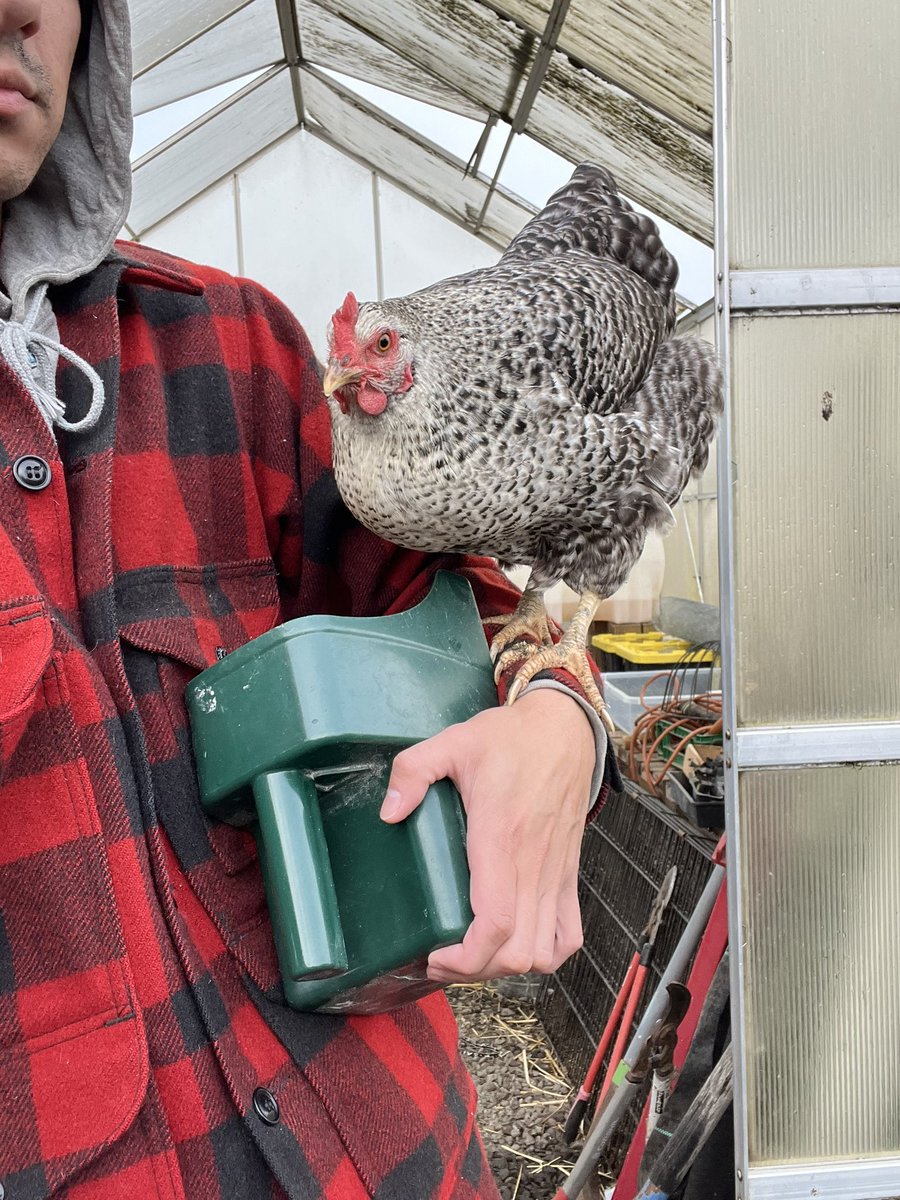 New favorite chicken, their mom abandoned them really young so my mom and I had to take over. Normally they keep them for like 8 weeks but she left them at like 3? So I’ve been hand feeding them every day since and this one loves to jump up on me!