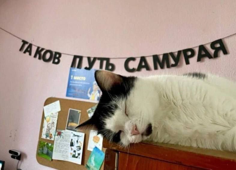 catsilcats's tweet photo. https://t.co/cveGoLvEIl
