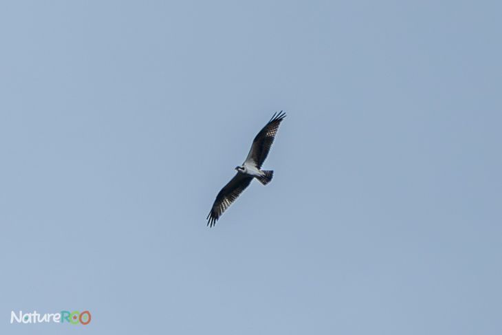 NatureROO's tweet photo. A rare visitor in the sky today — the osprey, calm and powerful in flight. I had to crop the photo even more just to see it clearly, but moments like this are always worth it.

#Osprey #NatureROO #BCWildlife #WildlifePhotography #BirdsofBC #NatureLovers #ExploreBC https://t.co/xWhLR8NjRB
