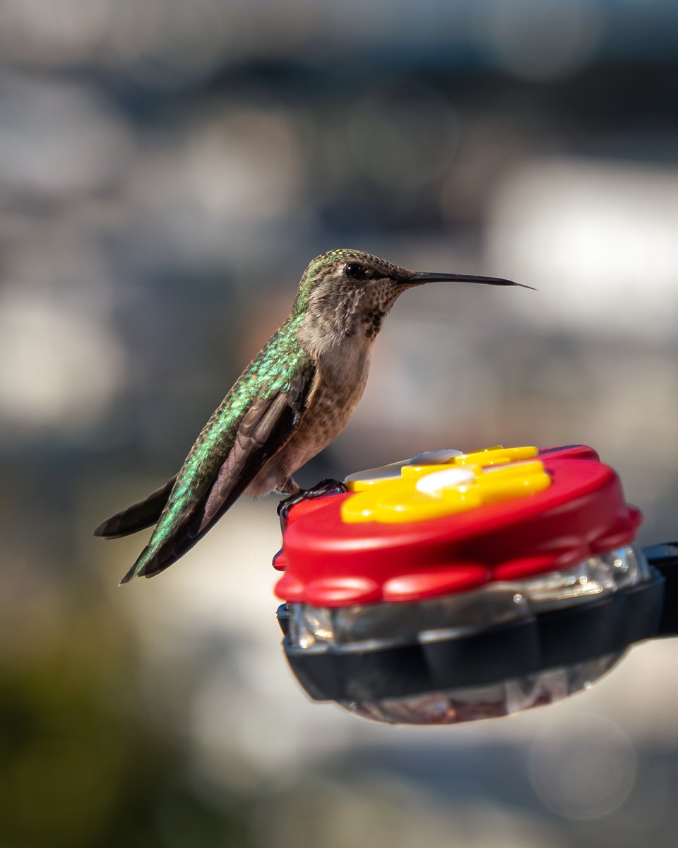 A rare pause: SF hummingbird frozen in iridescent glory, tongue unfurling like a secret scroll as it feeds. City rhythm meets nature's whispers.  <a href="/SFBBO/">SF Bay Bird Observatory</a> <a href="/BirdsOfSF/">Birds of San Francisco</a> @NatureInTheCity

Caught an urban wildlife "whoa" moment? Share below!  #HummingbirdPause #BirdTwitter