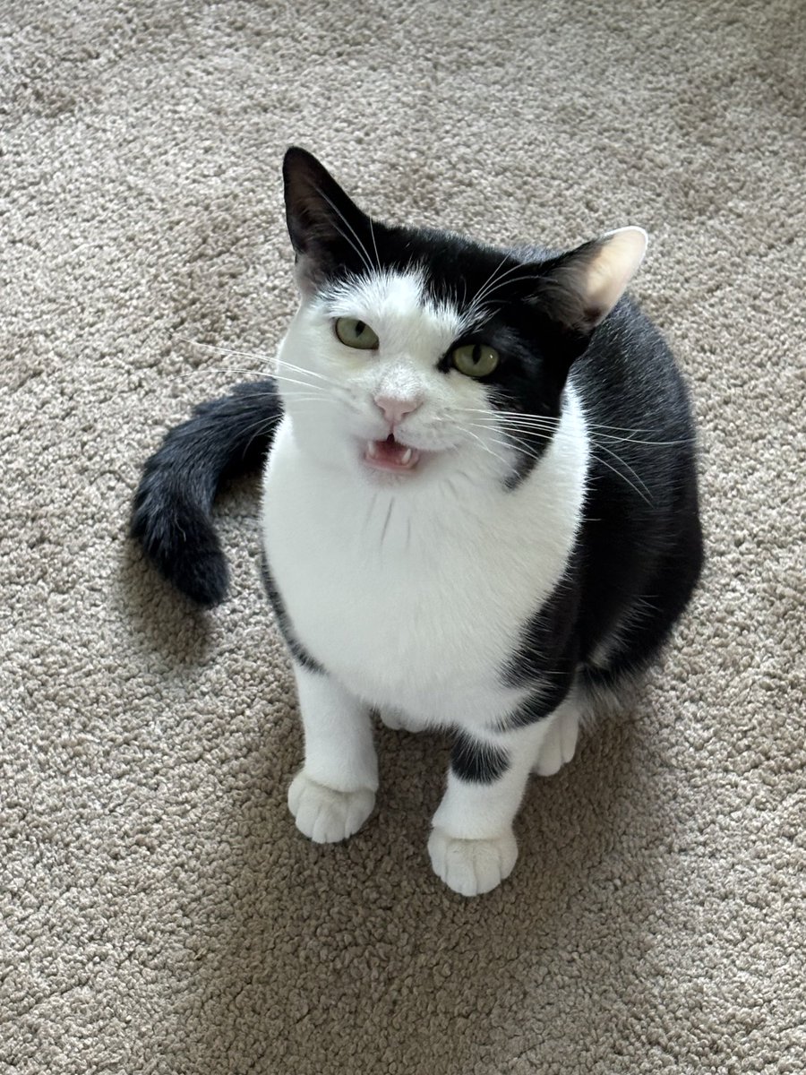 LindstheReader's tweet image. #HappyNationalCatDay to my pride and joy, Vilma!! ❤️❤️❤️