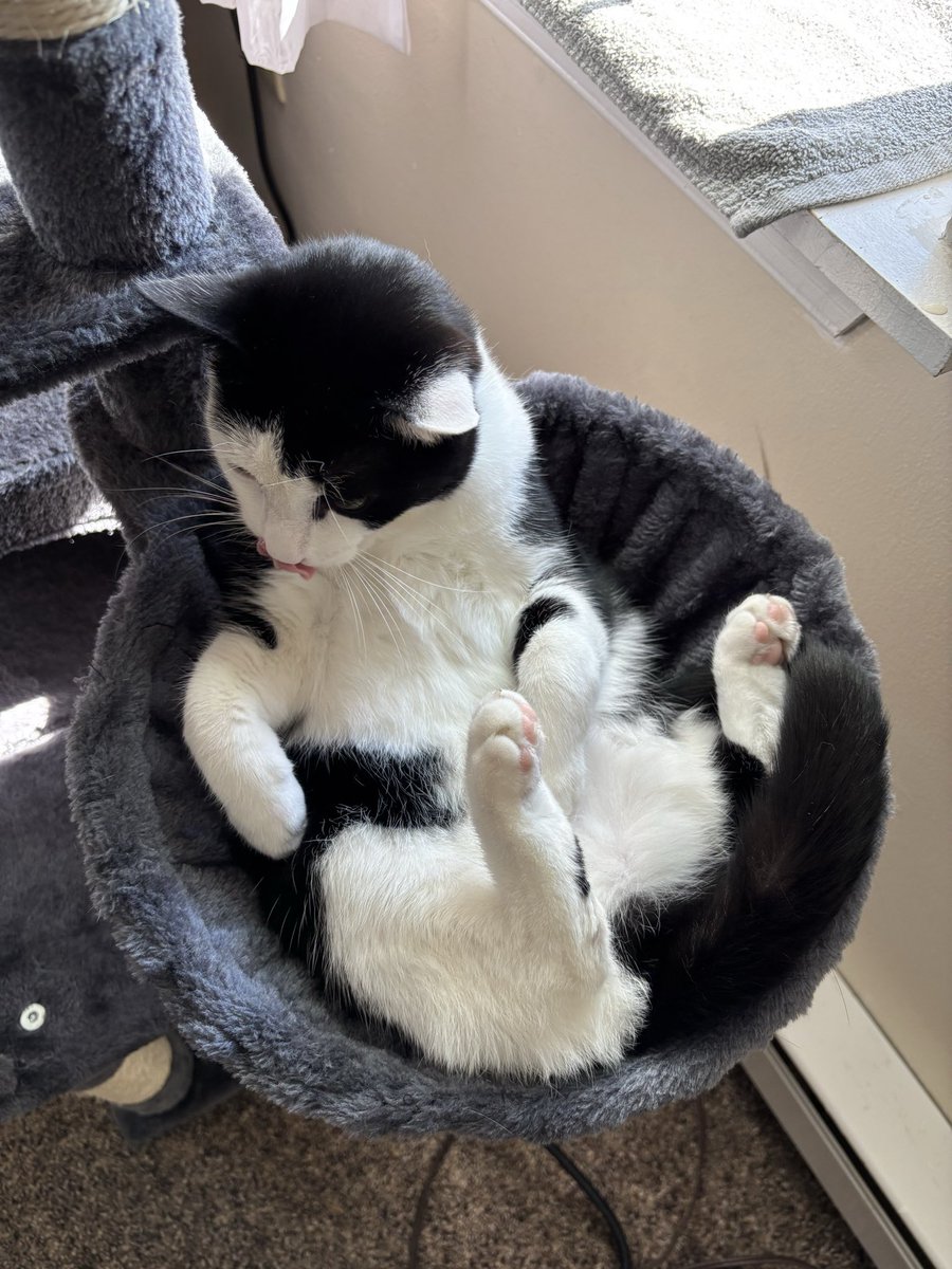 LindstheReader's tweet image. #HappyNationalCatDay to my pride and joy, Vilma!! ❤️❤️❤️