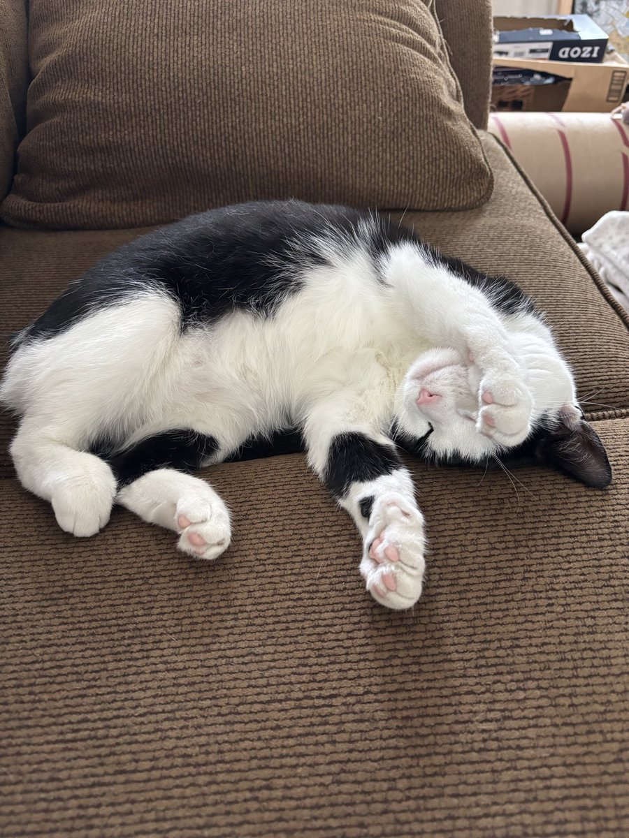 LindstheReader's tweet image. #HappyNationalCatDay to my pride and joy, Vilma!! ❤️❤️❤️