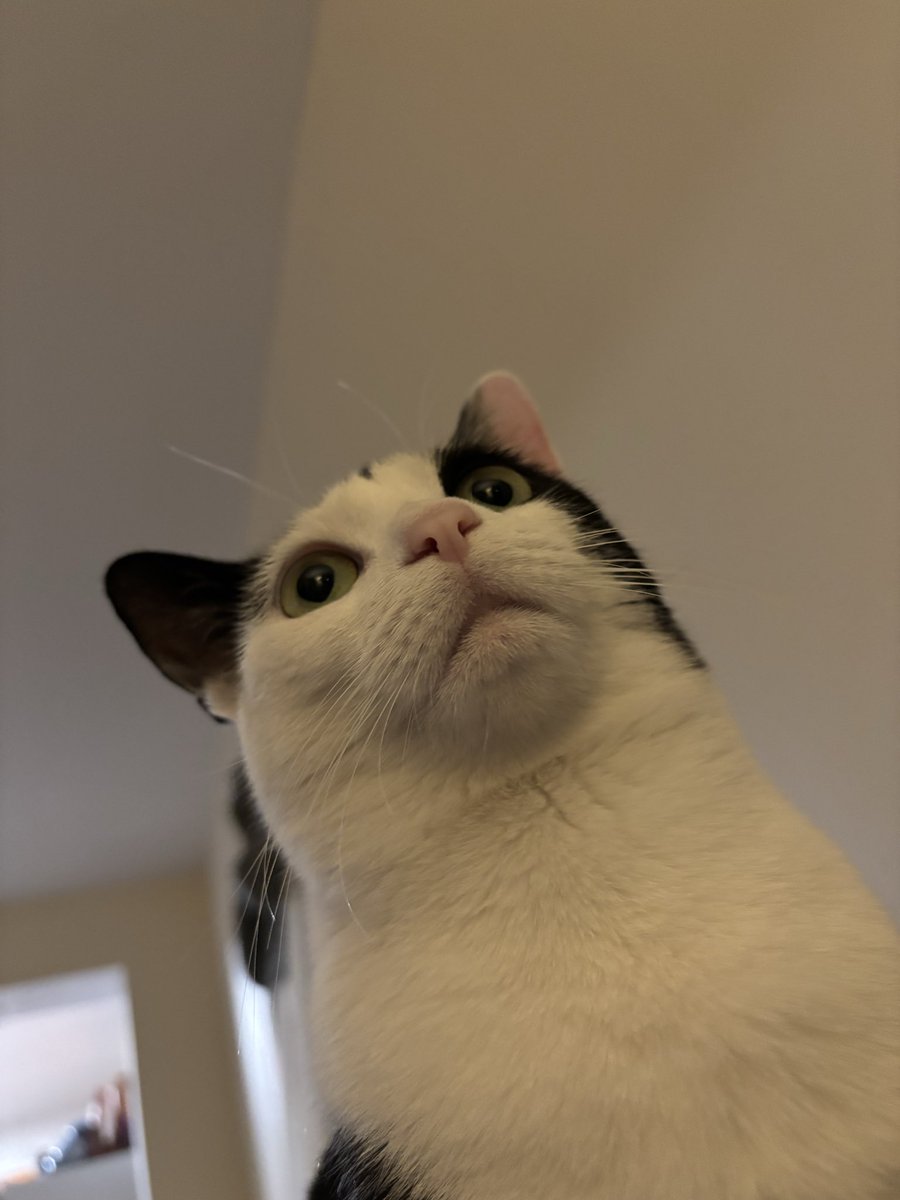 LindstheReader's tweet image. #HappyNationalCatDay to my pride and joy, Vilma!! ❤️❤️❤️